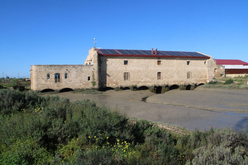 El latido de los sotos fluviales: cómo la restauración del bosque de ribera y la custodia comunitaria transforman la conservación en el alto Ebro