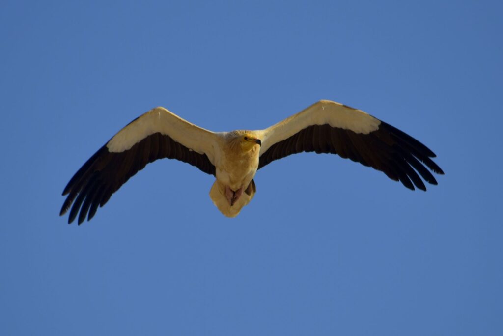 El refugio del alimoche en las hoces del alto Eria: ecología rupícola y conservación en los cañones leoneses