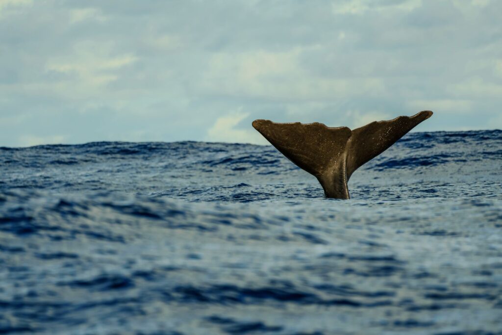 La Travesía del Archipiélago de las Azores en Barco de Apoyo Científico: Guía de Navegación y Logística Marina por el Atlántico Medio
