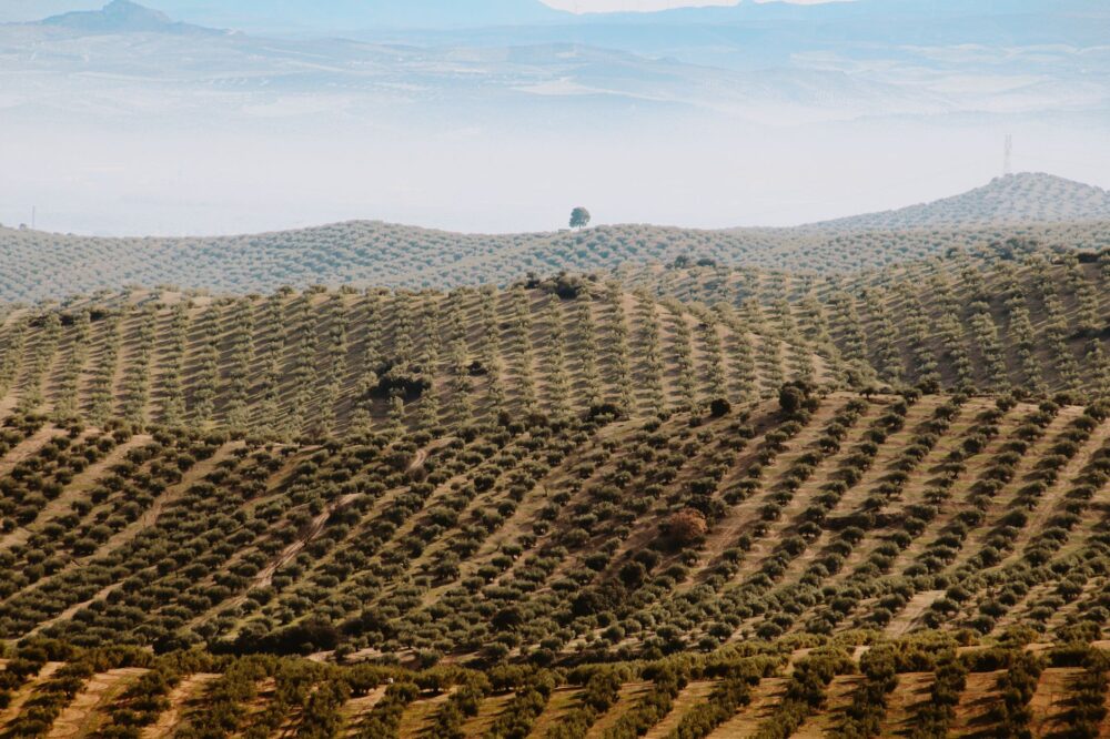 El oro líquido del olivar milenario: el viaje del aceite de oliva virgen extra en la campiña de Jaén