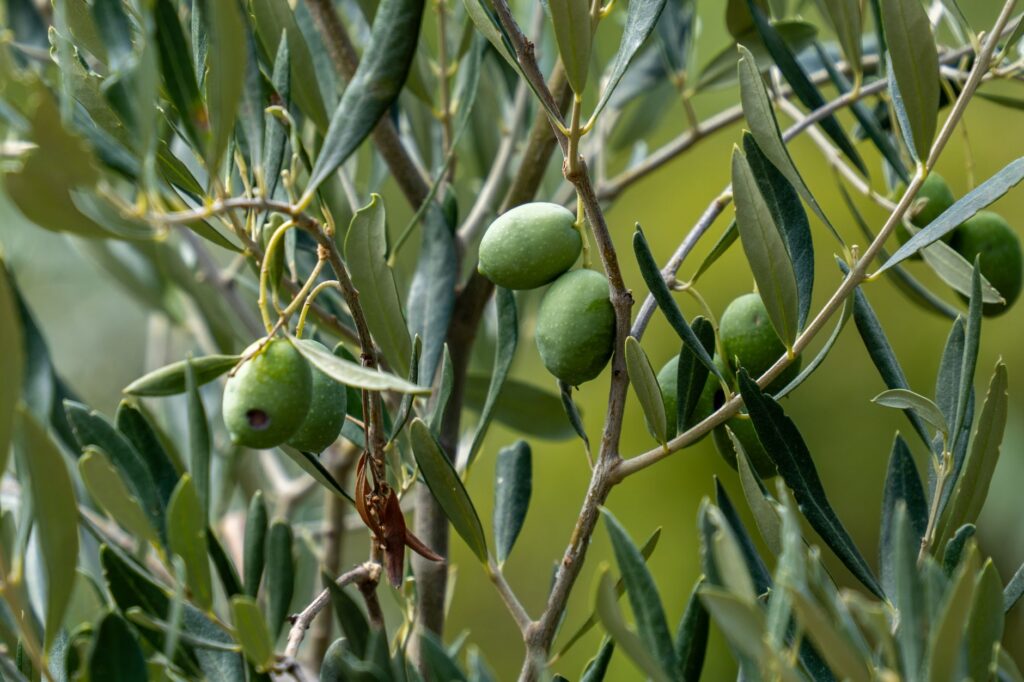 El oro líquido del olivar milenario: el viaje del aceite de oliva virgen extra en la campiña de Jaén
