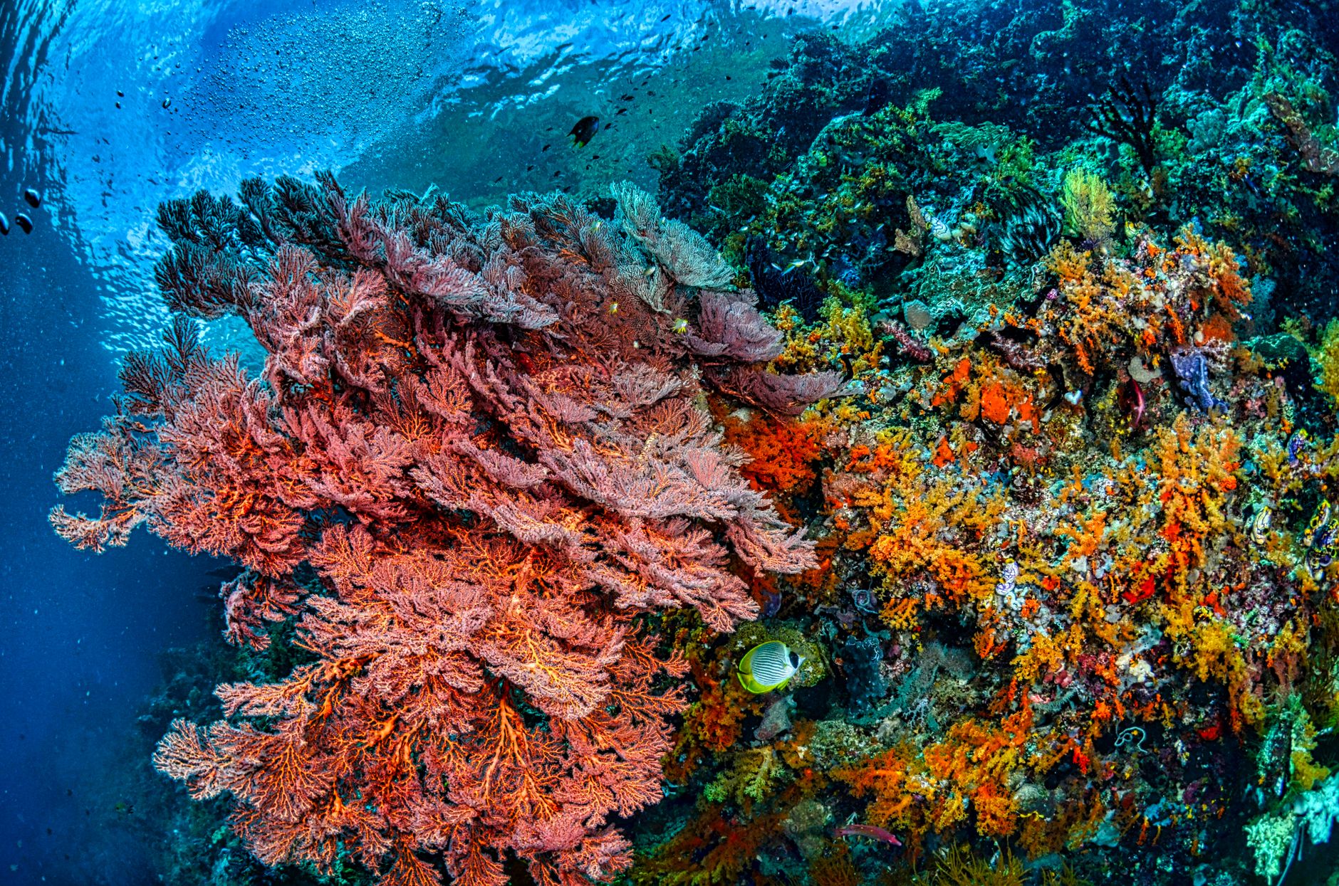 El Santuario Submarino de Tubbataha: Arrecifes Remotos, Biodiversidad Marina y Conservación en el Mar de Sulu