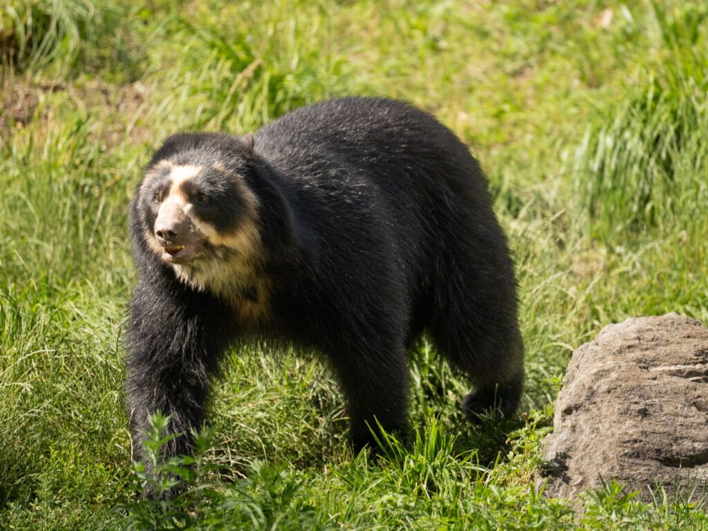 El Refugio del Oso de Anteojos en el Parque Nacional Sangay: Ecología de Bosques Nubosos y Conservación en los Andes Orientales