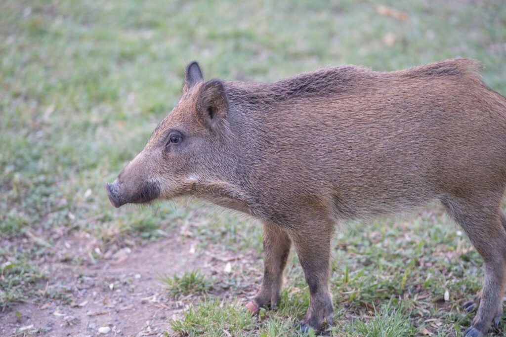 El secreto de la encina y la bellota: la liturgia del jamón ibérico de bellota y los secaderos naturales de Jabugo