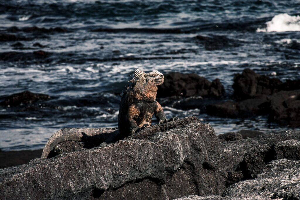 La Travesía del Archipiélago de las Galápagos en Goleta de Investigación: Guía de Navegación y Logística Marina por el Pacífico Ecuatorial