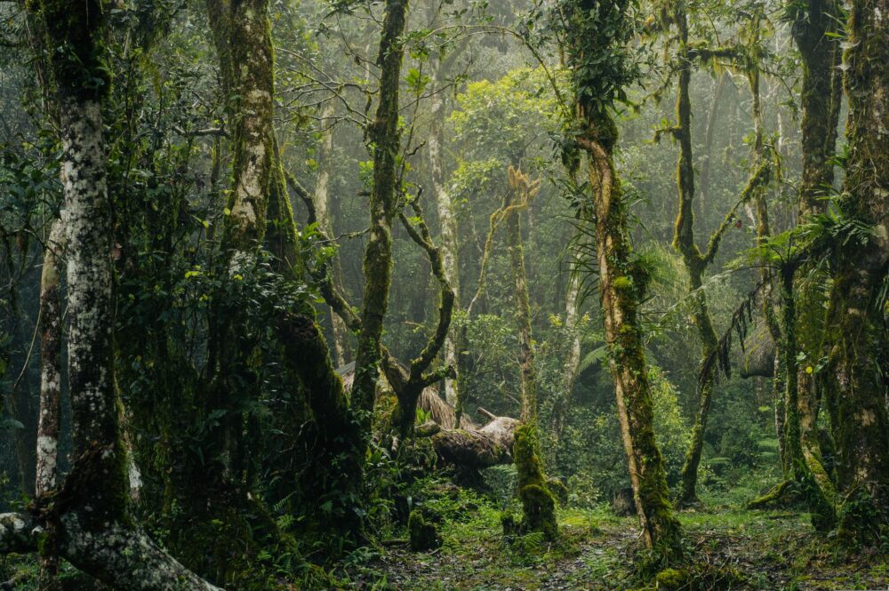 El Santuario de los Bosques de Quelpo: Biología, Corrientes Frías y Conservación en la Gran Selva Marina Africana
