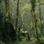El Santuario de los Bosques de Quelpo: Biología, Corrientes Frías y Conservación en la Gran Selva Marina Africana
