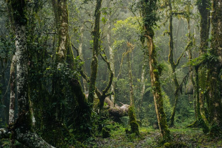 El Santuario de los Bosques de Quelpo: Biología, Corrientes Frías y Conservación en la Gran Selva Marina Africana