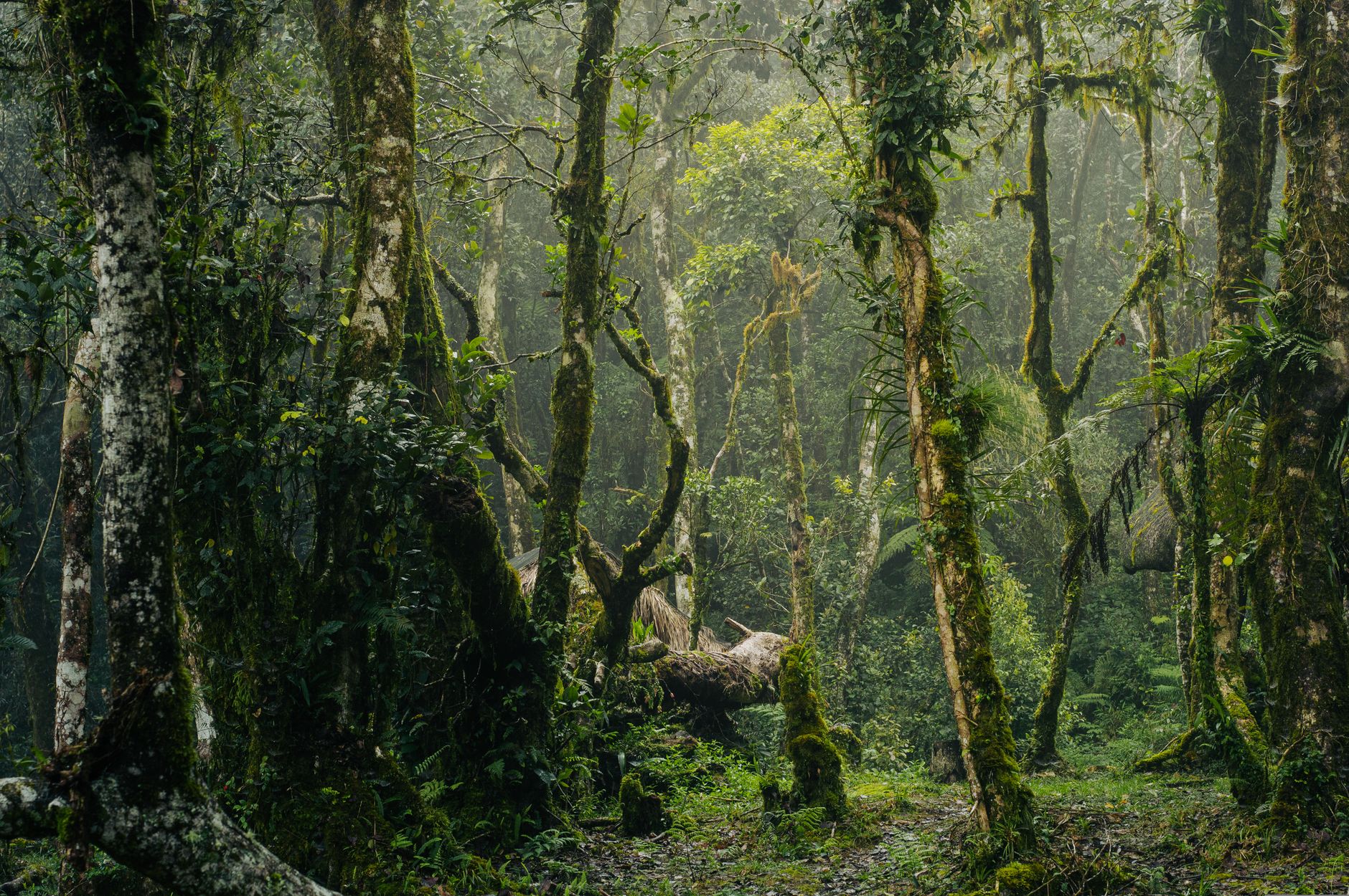 El Santuario de los Bosques de Quelpo: Biología, Corrientes Frías y Conservación en la Gran Selva Marina Africana
