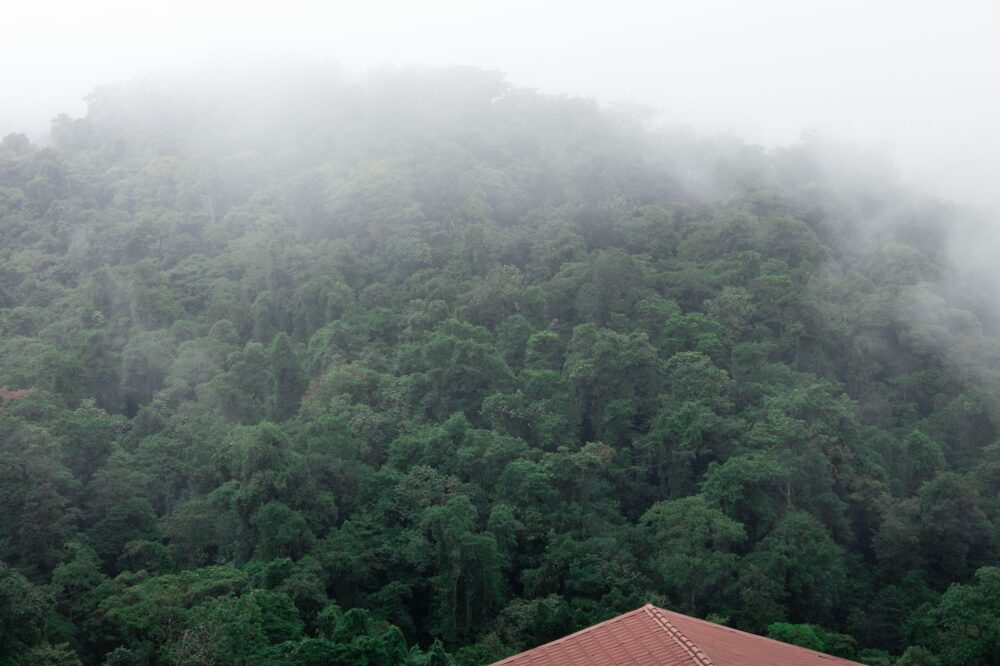 El Bosque Nuboso de Monteverde: Biodiversidad, Ecoturismo y Conservación en las Alturas de Costa Rica