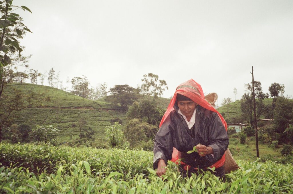 En el sur de Sri Lanka, un viaje sin prisa y con alma