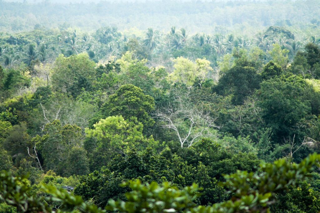 La Travesía del Ferrocarril Transgabonés: Guía de Expedición y Logística Ferroviaria por la Selva Ecuatorial de África Central