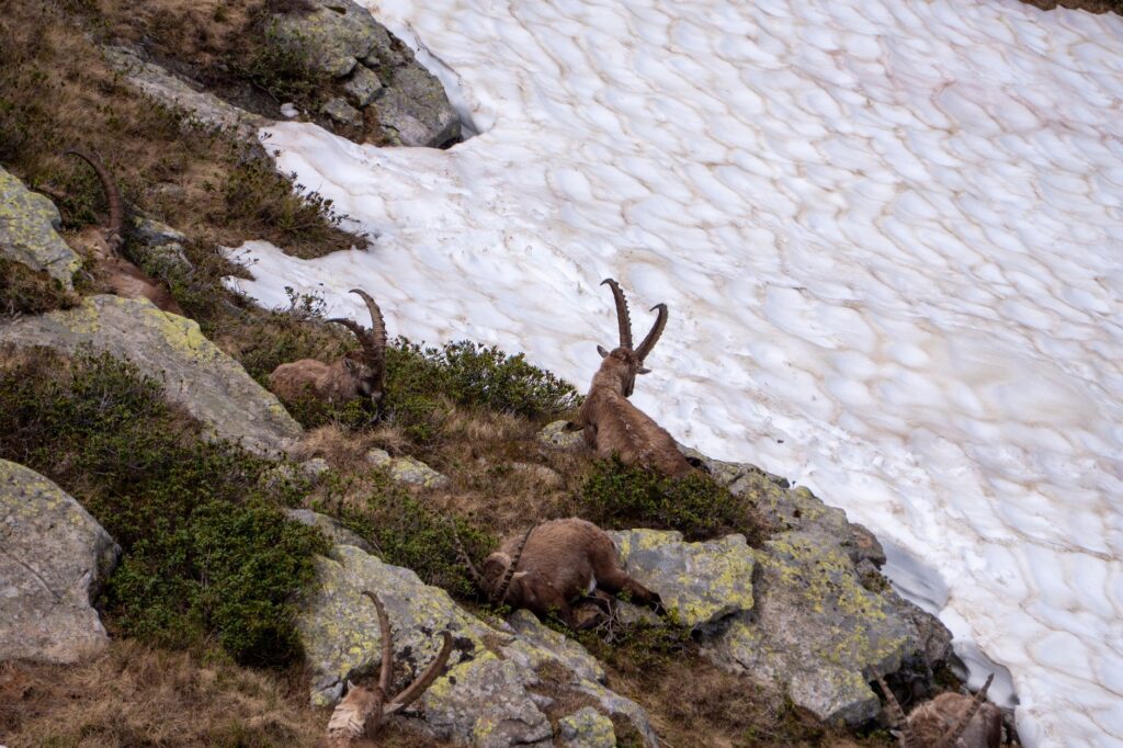El refugio de la cabra montés en los riscos de Gredos: ecología rupícola y conservación en el macizo abulense
