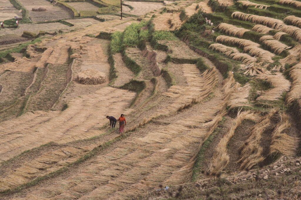 El secreto del grano andino y el viento: la liturgia del maíz morado y la cocina de altura en los valles del Urubamba