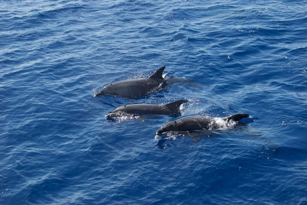 El refugio de los delfines de hocico botella en el archipiélago de Fernando de Noronha: oceanografía, corrientes de afloramiento y conservación en el Atlántico tropical