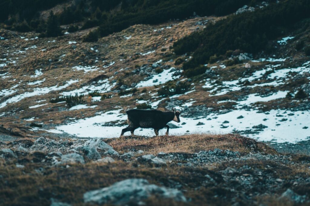 El Refugio de la Gamuza de los Alpes Dináricos: Biología, Corredores Kársticos y Conservación en el Parque Nacional de Durmitor