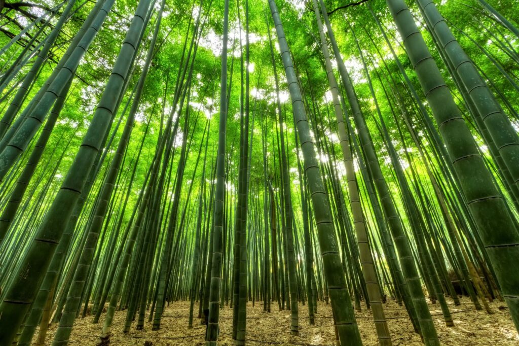El silencio milenario de los bosques de bambú de Arashiyama: ingeniería de riego ancestral y bienestar zen en la periferia de Kioto