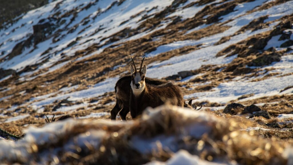 El refugio del rebeco pirenaico en los valles altos del Parque Nacional de Aigüestortes: biología, morfogénesis glaciar y conservación en las cumbres de Lérida