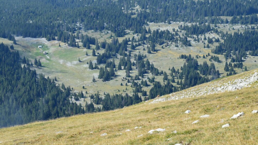 El refugio del urogallo pirenaico en el valle de Arán: biología, fragmentación forestal y conservación en los bosques de alta montaña