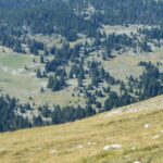 El refugio del urogallo pirenaico en el valle de Arán: biología, fragmentación forestal y conservación en los bosques de alta montaña