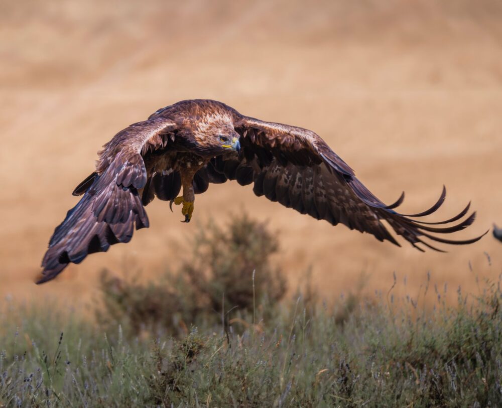 El refugio del águila imperial ibérica en los Montes de Toledo: biología, fragmentación forestal y conservación en las rañas castellanas