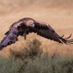 El refugio del águila imperial ibérica en los Montes de Toledo: biología, fragmentación forestal y conservación en las rañas castellanas