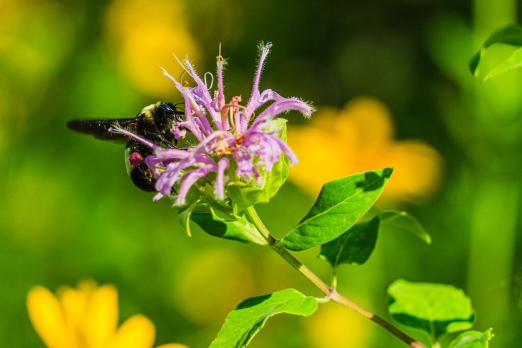 La metamorfosis verde de Chattanooga: la primera ‘Ciudad Parque Nacional’ de América