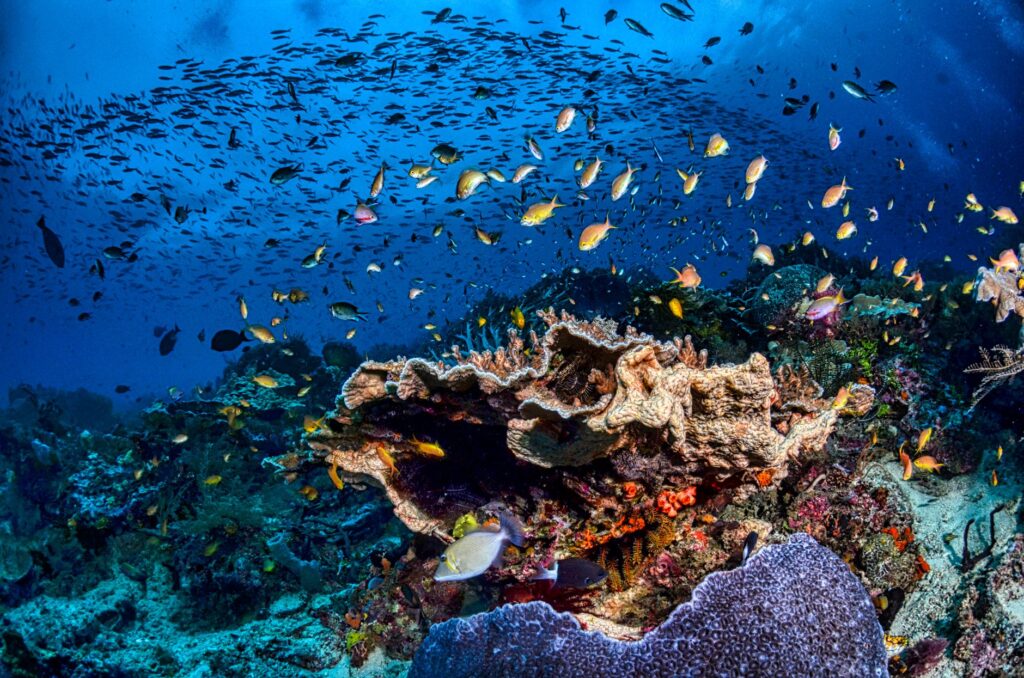 El Santuario Submarino del Mar de Banda: Corrientes Profundas, Volcanes Submarinos y Conservación en el Triángulo de Coral