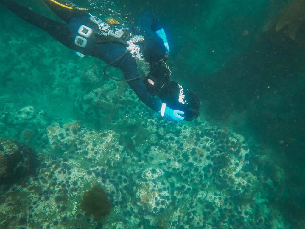 El susurro de las catedrales sumergidas: la batalla por salvar los bosques de kelp gigante en Tasmania