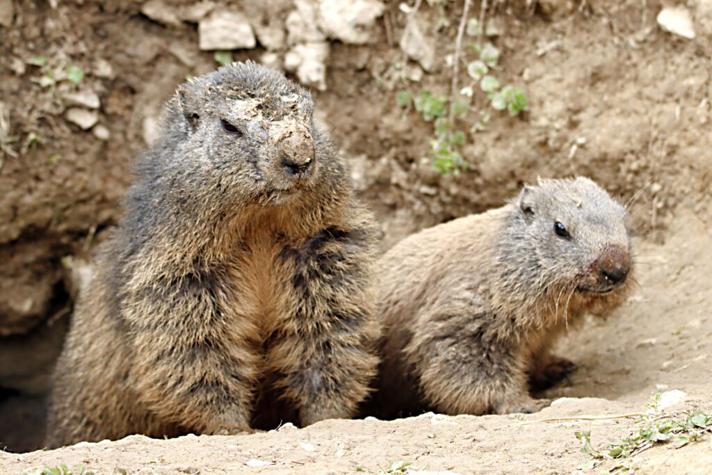 El refugio de la marmota alpina en el Parque Nacional de los Ecrins: biología, madrigueras y conservación en los Altos Alpes