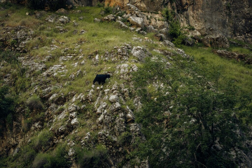 El secreto de la roca y la brisa: la liturgia del queso de Valdeón y los pastos de Picos de Europa