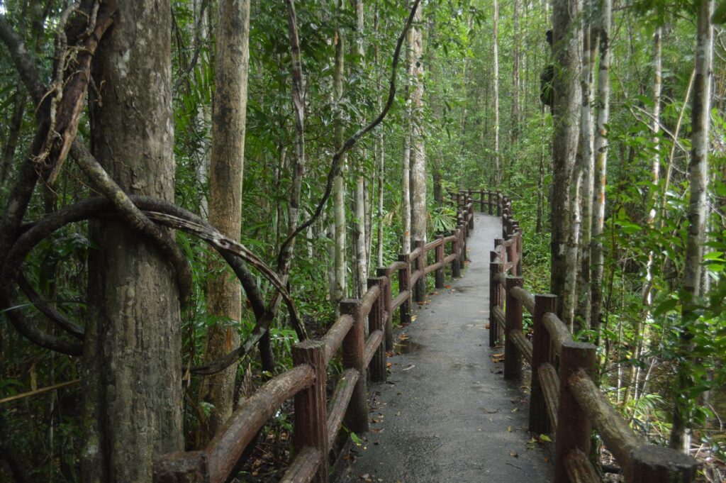 El laberinto de los bosques nubosos: cómo la movilidad comunitaria y los senderos aéreos transforman el transporte en Monteverde