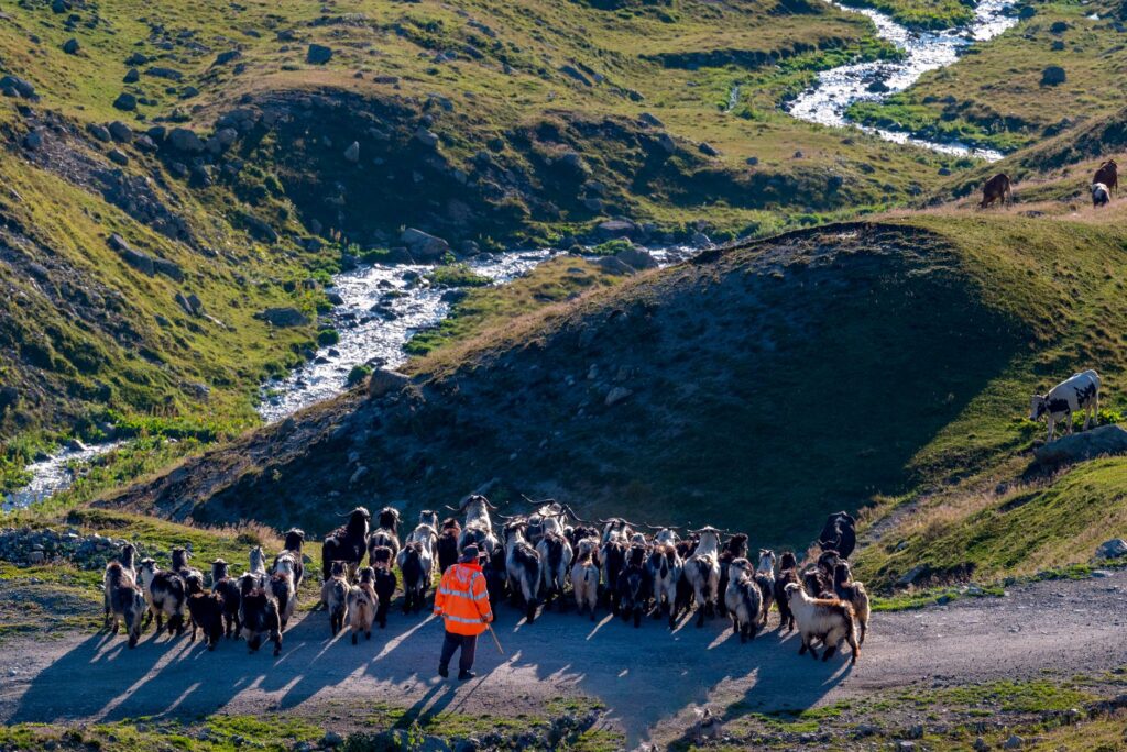 El Refugio del Oso Pardo Cantábrico en Somiedo: Biología, Corredores Boscosos y Conservación en la Cordillera Cantábrica