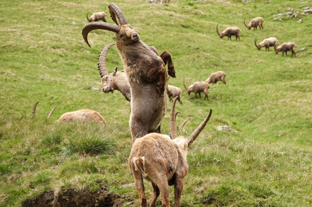 El Reino de las Marmotas y el Granito: Geología y Sostenibilidad en el Parque Nacional de la Vanoise