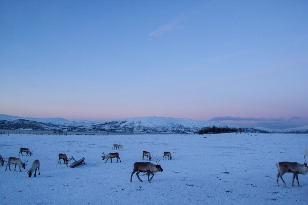 El Desafío de la Senda de Kungsleden: Guía de Expedición y Senderismo por la Tundra Ártica de Suecia
