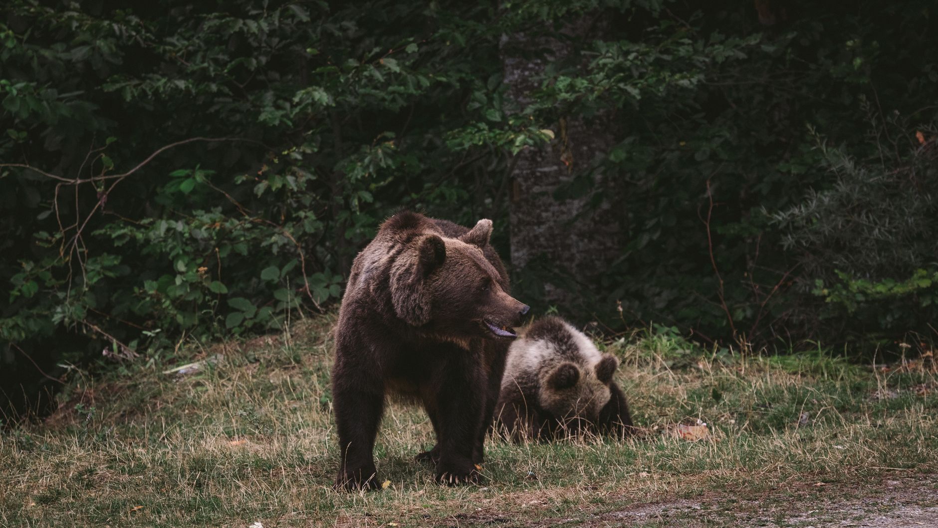 El Refugio del Oso Pardo en la Cordillera Cantábrica: Biología, Corredores Ecológicos y Conservación en el Norte de España
