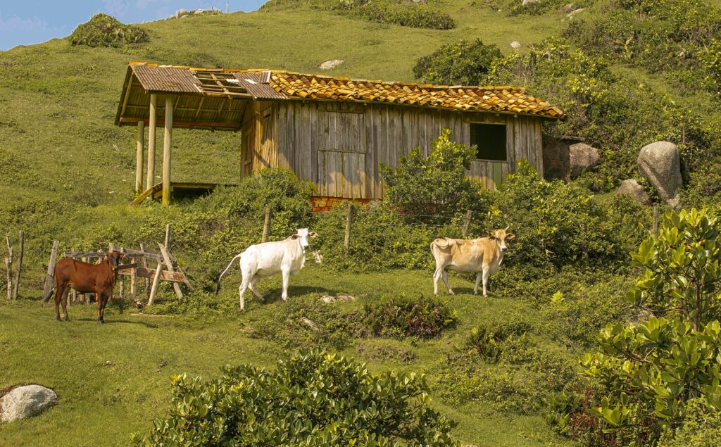 El secreto de la tierra alta: El queso de Valdeón y la cultura de los pastos extremos en los Picos de Europa