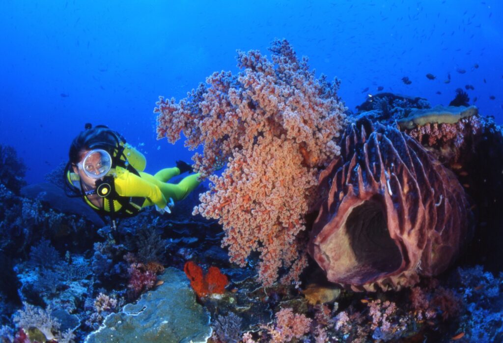 El santuario sumergido de las gorgonias gigantes en el mar de Liguria: oceanografía, cañones submarinos y conservación en el abismo de Portofino
