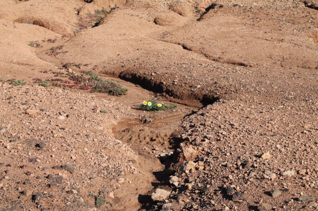 El latido de las estepas salinas: cómo la bioingeniería y la custodia ganadera transforman la conservación en los Monegros