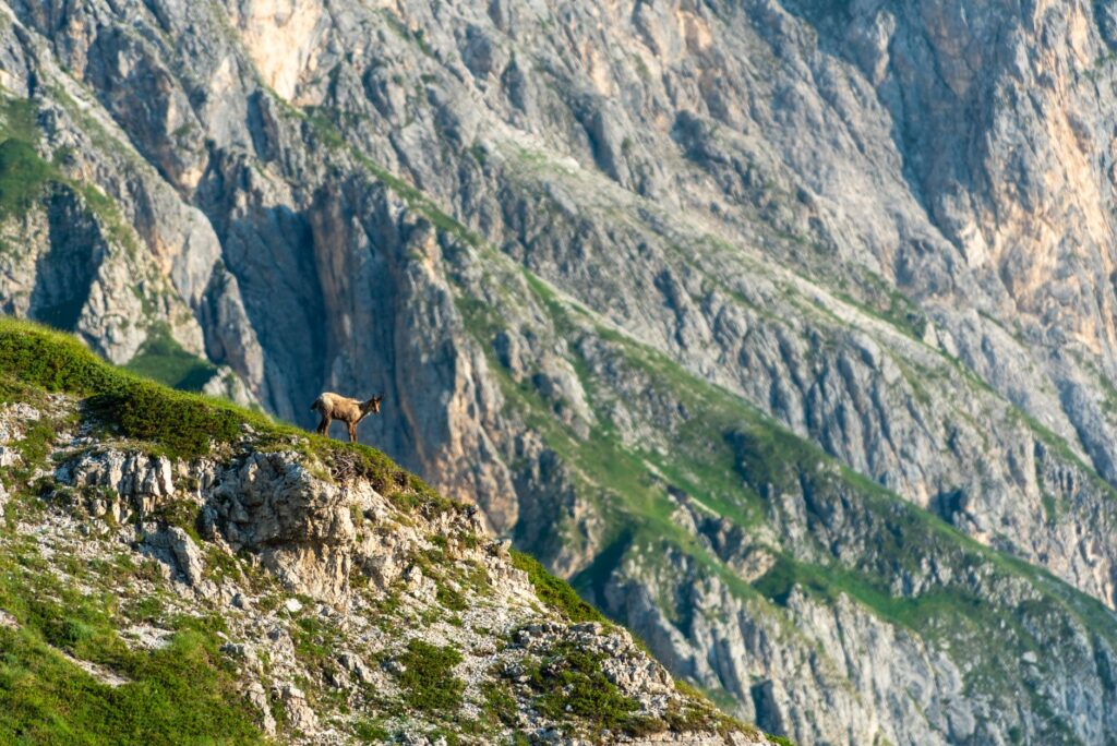 La Senda de las Marmotas y los Glaciares: Guía de Alta Montaña en el Parque Nacional de los Picos de Europa