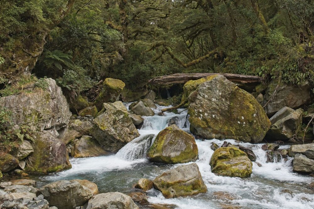 La Travesía del Sendero de Milford: Guía de Expedición y Senderismo por los Fiordos y Selvas del Suroeste de Nueva Zelanda