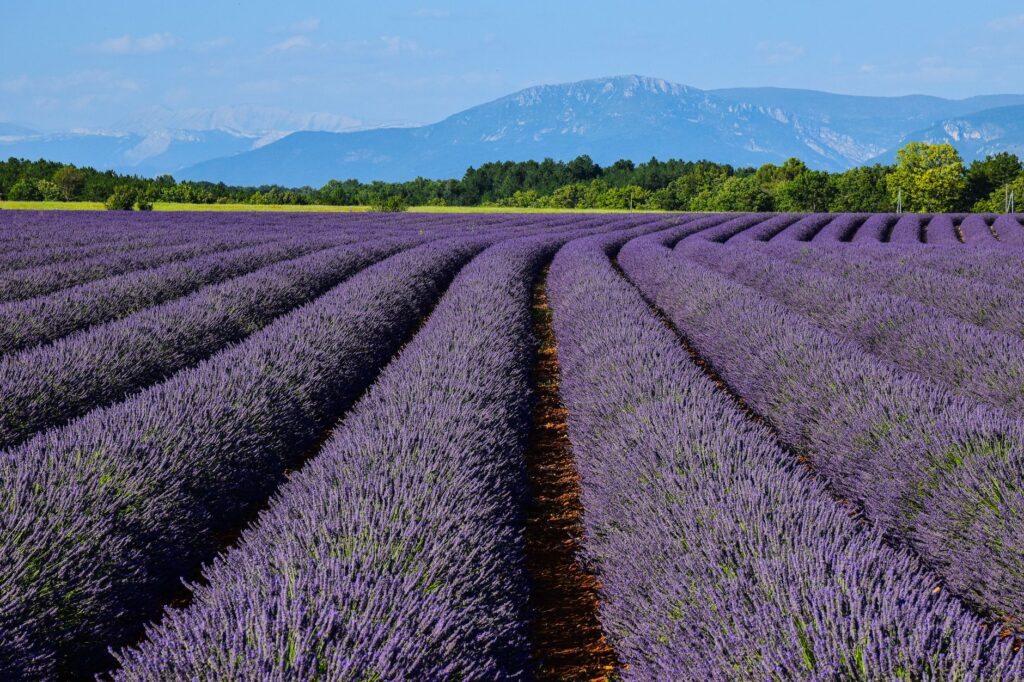 El silencio milenario de los baños de vapor de la Provenza: hidroterapia de lavanda y arquitectura de piedra en los valles del Luberon