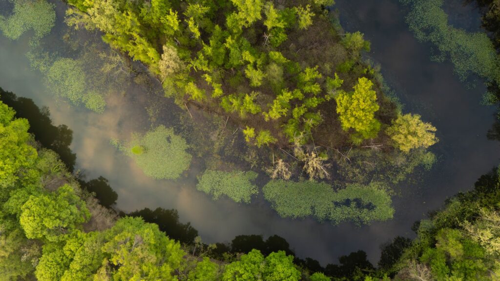 El latido de los sotos fluviales: cómo la restauración del bosque de ribera y la custodia comunitaria transforman la conservación en el alto Ebro