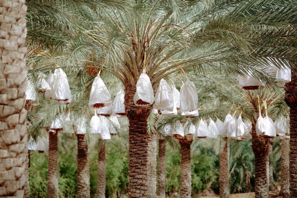 El laberinto intermodal del desierto de Hasa: Camiones cisterna, pistas de sal y la frágil conectividad de los oasis orientales