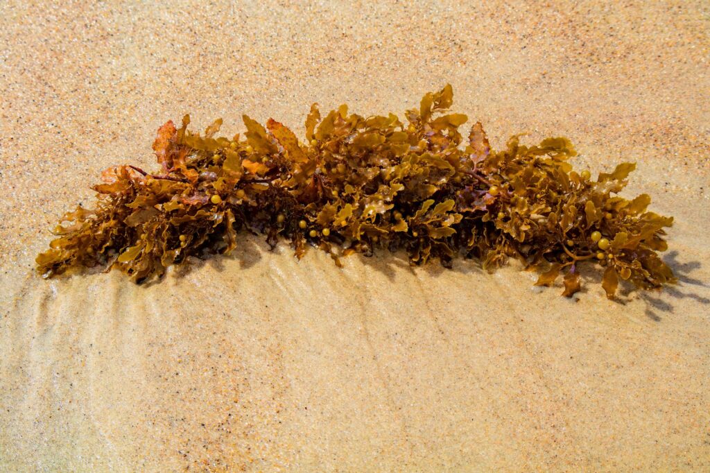 El Santuario Submarino del Mar de los Sargazos: Océanos Abiertos, Biodiversidad Flotante y Conservación en el Atlántico Norte