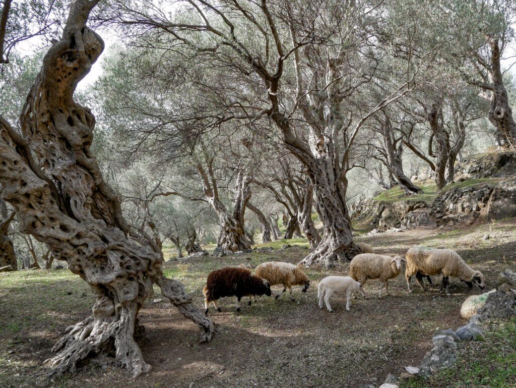 El secreto de la encina y el suero: la liturgia del Mercado Central de Cáceres y los tesoros de los Llanos