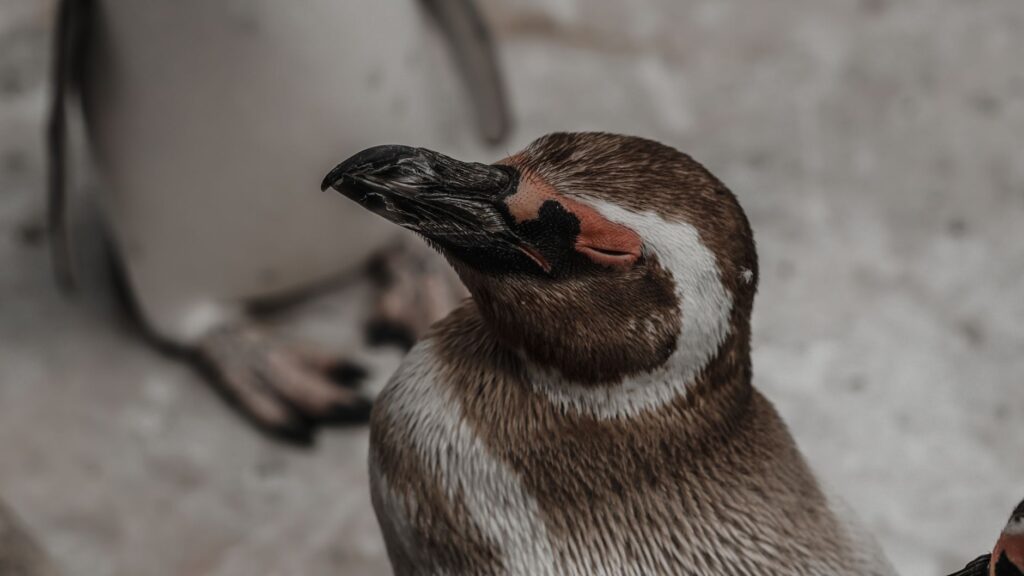 El refugio del pingüino de Magallanes en la costa patagónica: oceanografía, corrientes de plataforma y conservación en las pingüineras de Chubut