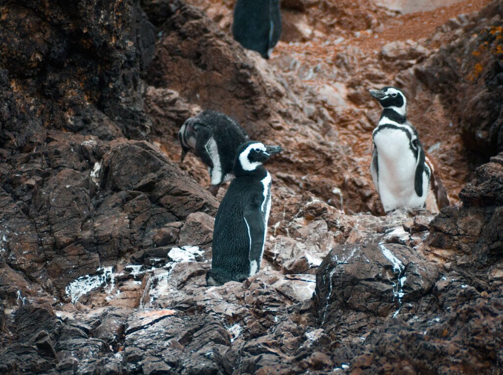 El refugio del pingüino de Magallanes en la costa patagónica: oceanografía, corrientes de plataforma y conservación en las pingüineras de Chubut