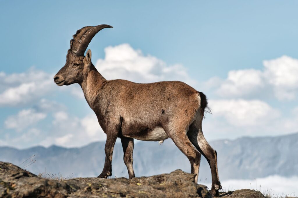 La Travesía del Gran Paradiso: Geología, Alta Ruta y Conservación en el Corazón de los Alpes Italianos