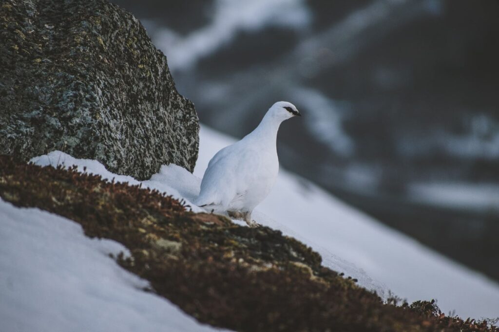 El Refugio del Búho Nival en la Tundra de Laponia: Biología, Clima y Ecoturismo en el Círculo Polar Ártico